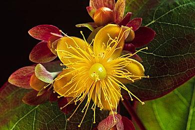 魔灵召唤克罗尼柯战记节奏榜，克罗尼柯战记T0角色排行榜